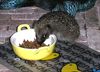 Overpelt - Stiekem snoepen van het kattenvoer