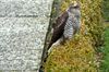 Neerpelt - Er zit een grote vogel in de tuin...