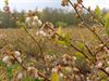 Beringen - Blauwbessen in aantocht