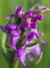 Beringen - Brede orchis