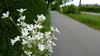 Hamont-Achel - Bloemen in de wegberm (1)