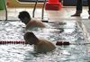 Pelt - De 'clash der burgemeesters'
