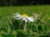 Tongeren - Bloemen in de wegberm (4): madeliefjes