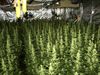 Hamont-Achel - Professionele cannabisplantage ontmanteld