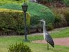 Pelt - Een reiger op bezoek