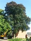 Hamont-Achel - Beuken geveld in Kasteeldreef