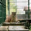 Oudsbergen - Poema en leeuw opgevangen in Natuurhulpcentrum