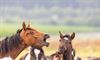 Lommel - Prachtpaarden in de Vriesputten