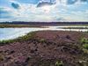 Pelt - De heide bloeit!