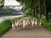 Pelt - In ganzenpas naar de passantenhaven...