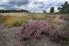 Lommel - Heide volop in bloei