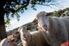 Lommel - Schapen tellen op de Heuvelse Heide