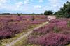 Hamont-Achel - De heide, vlak over de grens