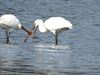 Pelt - Lepelaars in het Hageven