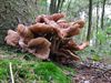 Neerpelt - Komend weekend: paddenstoelenweekend