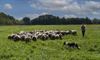 Lommel - Nieuwe schapen in de Wateringen