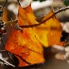 Beringen - Gouden kleuren van de herfst