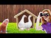 Beringen - Oppassen voor de vogelgriep