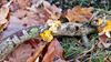 Pelt - Ogen open houden in het bos