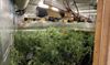 Peer - Weer vier cannabisplantages aangetroffen