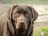 Genk - Honden in Vlaanderen