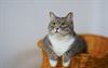 Lommel - Korting voor kattensterilisatie