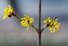 Beringen - Lente in zicht