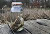 Leopoldsburg - Amerikaanse stierkikker ontdekt in Ham