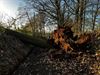Beringen - Stormschade wordt opgemeten, veel omgevallen bomen
