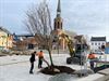 Beringen - Nieuwe bomen op het Beringse marktplein