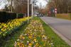 Beringen - Stad Beringen plantte 35.000 bloembollen