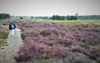 Lommel - Wandelen op de heide