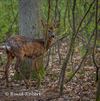 Pelt - Gezien in Pelts bos