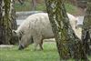 Pelt - Albino everzwijn aan het kanaal