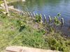 Beringen - Werken aan oevers Paalse Plas gestart