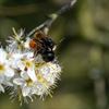Pelt - Het is lente: parende gehoornde metselbijen