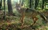 Houthalen-Helchteren - Het jaar van de wolf