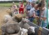 Lommel - Babyfestival doet zorgboerderij aan