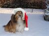 Pelt - Kerstspecial bij De Woef