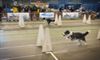 Lommel - Wereldkampioenschap 'Flyball'