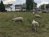 Houthalen-Helchteren - Schapen grazen langs de drukste weg van Limburg