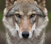 Pelt - Infoavond: dieren beschermen tegen de wolf