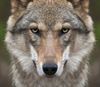 Oudsbergen - Steunmaatregelen tegen wolvenschade uitgebreid