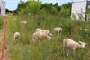 Pelt - Schapen voor duurzaam groenbeheer