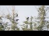 Beringen - Opnieuw kraanvogels in Vallei van de Zwarte Beek