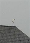 Neerpelt - Vandaag gezien...