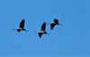 Beringen - Kraanvogels in volle vlucht