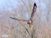 Hamont-Achel - Een buizerd in volle vlucht