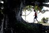 Neerpelt - Zebracinema morgenavond: 'The Tree'