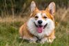 Beringen - Corgi-wandeling als eerbetoon aan Queen Elizabeth